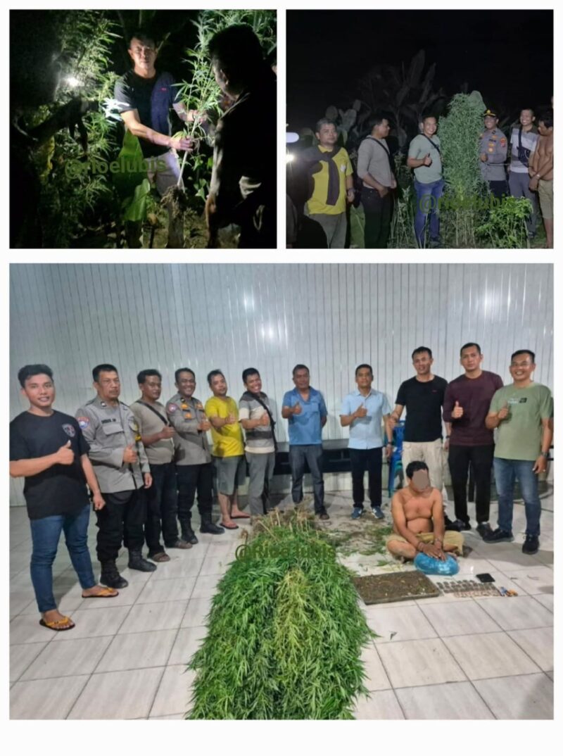 Petugas kepolisian dari Polsek Tanjung Morawa berhasil mengamankan seorang tersangka beserta puluhan batang tanaman ganja dan paket ganja siap edar dalam pengungkapan kasus narkotika di Kabupaten Deli Serdang, Sumatera Utara.