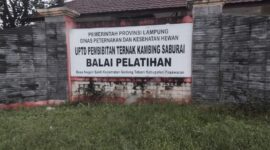 Papan identitas UPTD Pembibitan Ternak Kambing Saburai Balai Pelatihan milik Dinas Peternakan dan Kesehatan Hewan Provinsi Lampung di Kabupaten Pesawaran yang menjadi perhatian publik terkait dugaan jual bebas kambing aset daerah.