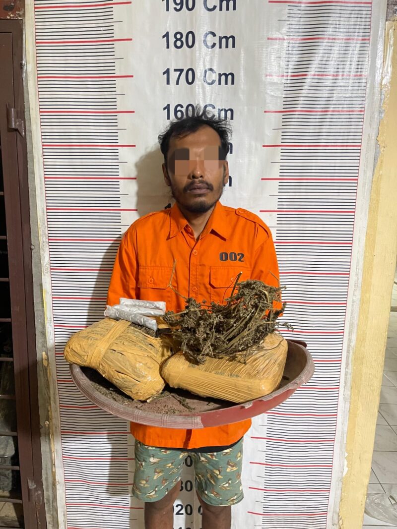 Personel Polsek Bahorok berhasil mengamankan seorang tersangka beserta barang bukti ganja seberat 2,14 kilogram dalam pengungkapan kasus narkotika di kawasan Bukit Lawang, Kabupaten Langkat.