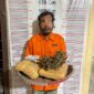 Personel Polsek Bahorok berhasil mengamankan seorang tersangka beserta barang bukti ganja seberat 2,14 kilogram dalam pengungkapan kasus narkotika di kawasan Bukit Lawang, Kabupaten Langkat.