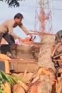 Pohon Tumbang Timpa Truk di Jalinsum Tanjung Pura-Brandan, Polisi dan Warga Bergerak Cepat